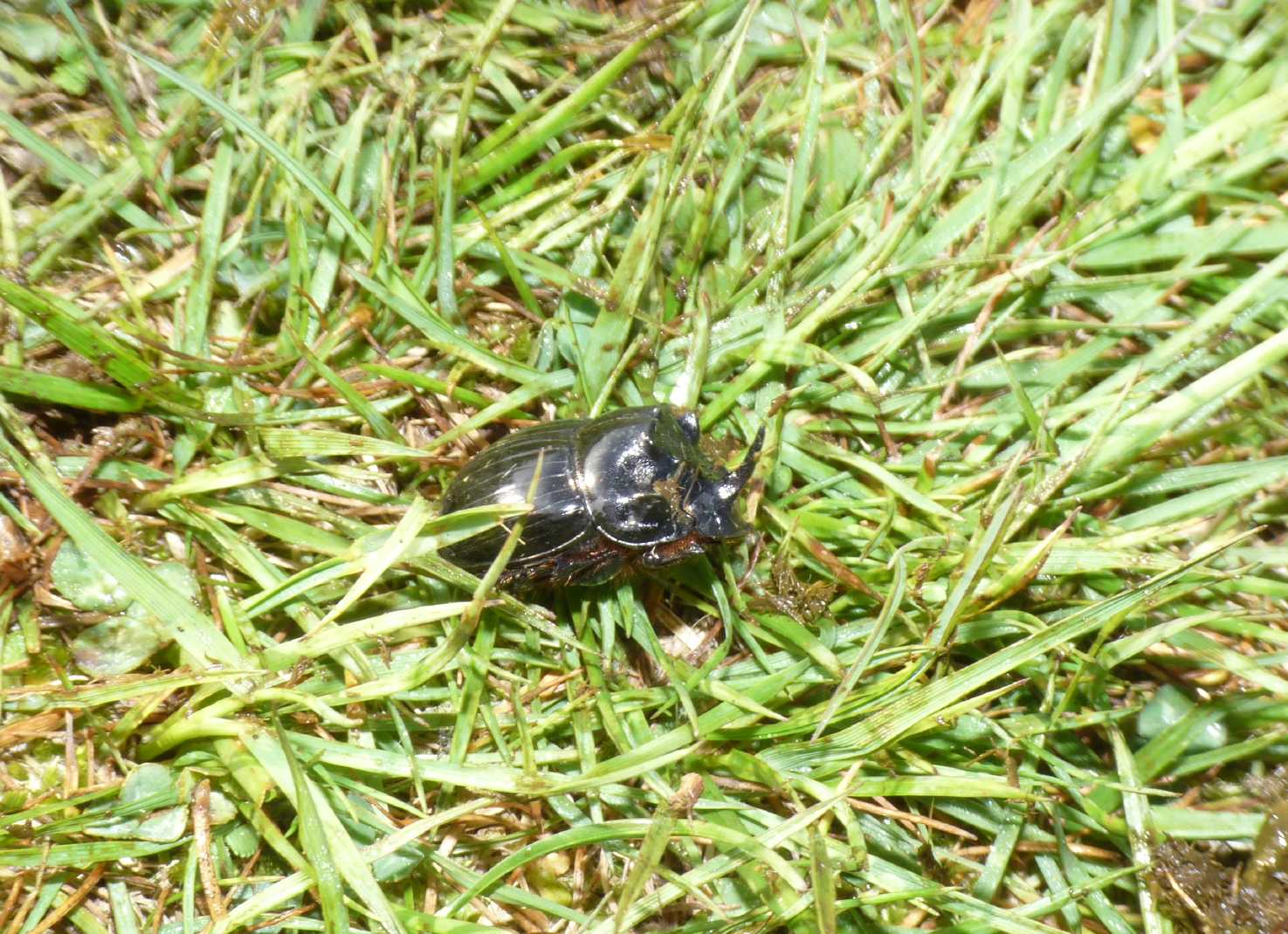 Copris lunaris